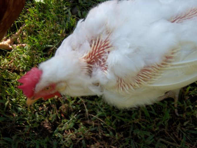 يجب أن يذوب الدجاج الصحي في الخريف في غضون 2-4 أسابيع.