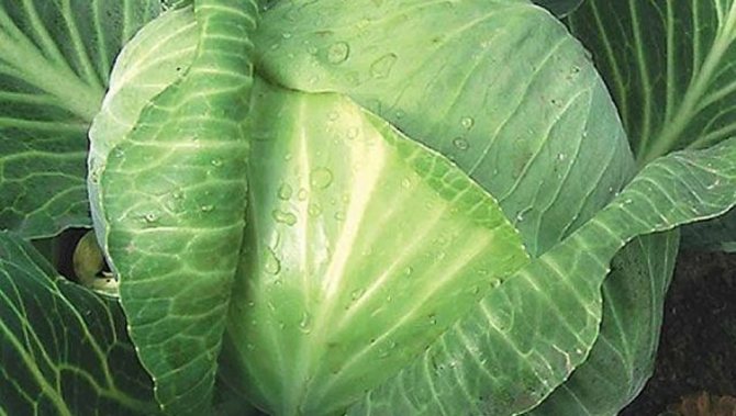 Healthy cabbage leaves without slugs