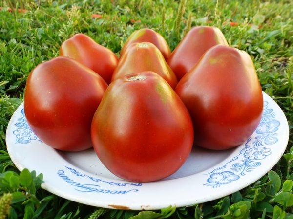 Friska tomatfrukter måste plockas separat från bortskämda.