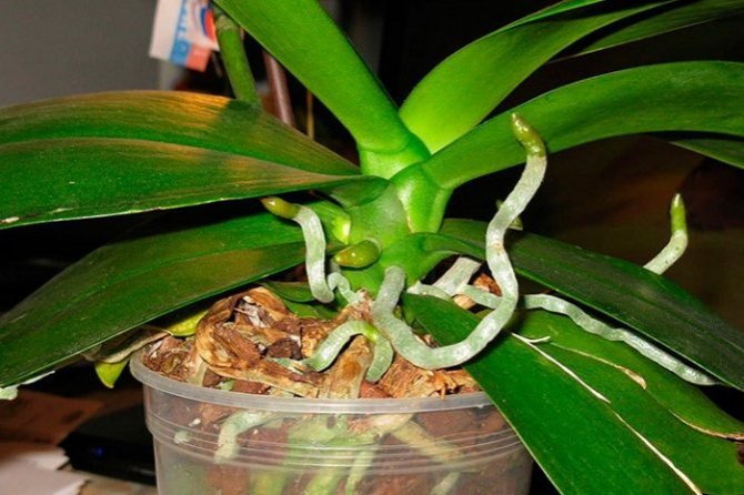 En hälsosam phalaenopsis som inte blommar, men glatt växer rötter och unga löv, behöver inte blomstimulering. I slutet av tillväxtfasen släpper orkidén oberoende av en peduncle. Det viktigaste är att upprätthålla goda kvarhållanden.