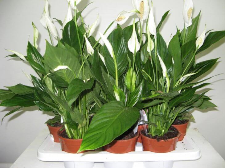 Healthy spathiphyllum grown in the right conditions