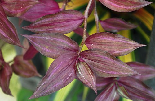 Zebrina ungu