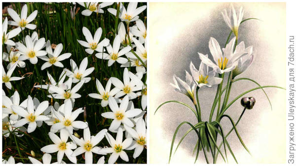 زيفيرانثيس أبيض. صور من الموقع. رسمه. صور من الموقع