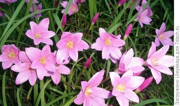 Zephyranthes large-flowered. Photo of the site from davesgarden