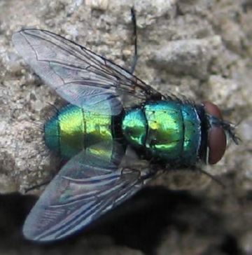 Green meat fly