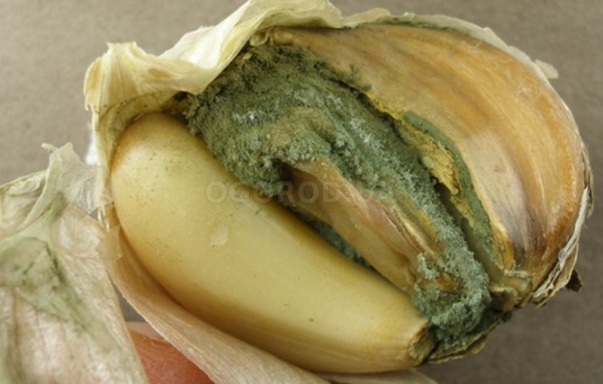 Green na amag ng bawang (penicillosis)