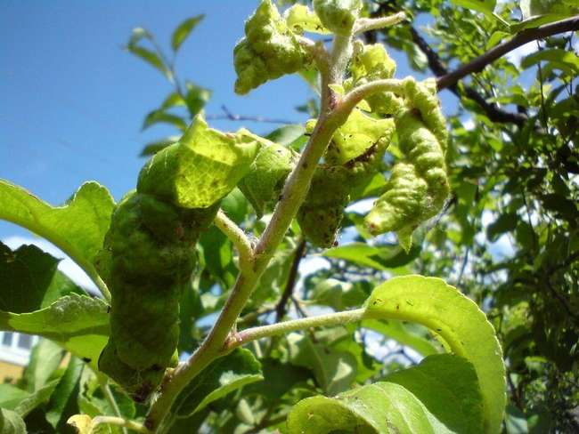 Gröna bladlöss på äppelträdsidor