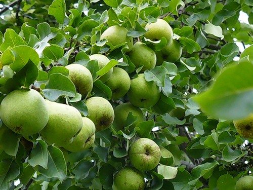 Green fruits of Moskvichka on a bush
