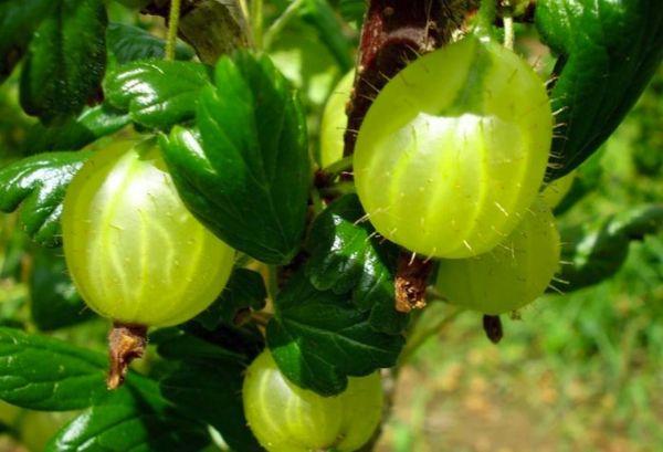 fructe de padure verzi