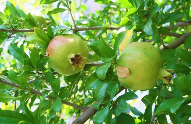 Zelené granátové jablko