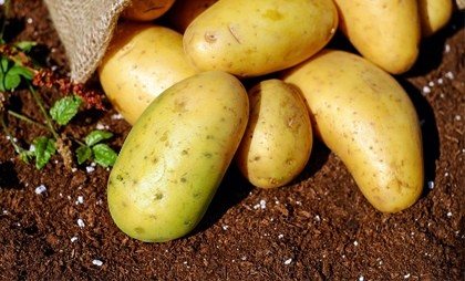 Grön potatis: kan du äta