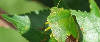 Зелената буболечка има красиво латинско име Palomena prasina
