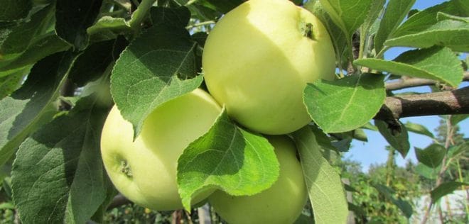 Odrůda zelených jablek