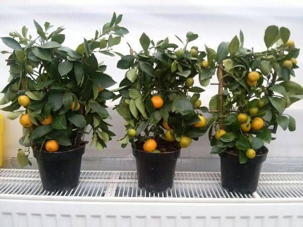 Teren citric