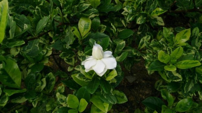 lupa para sa gardenia jasmine