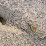 Ground wasp at the entrance to the nest