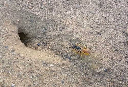 Ground wasp at the entrance to the nest