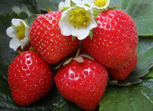 Figaro jordgubbar