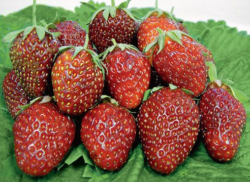 Strawberry Tago