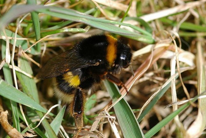 Bumblebee de pământ