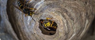 Earth wasps in the country how to get rid of
