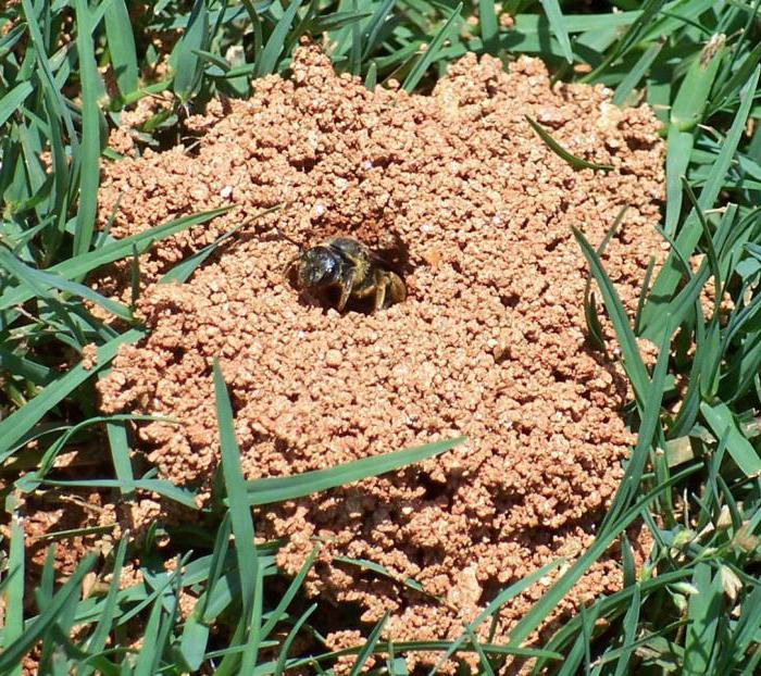 albinele de pământ cum să scapi