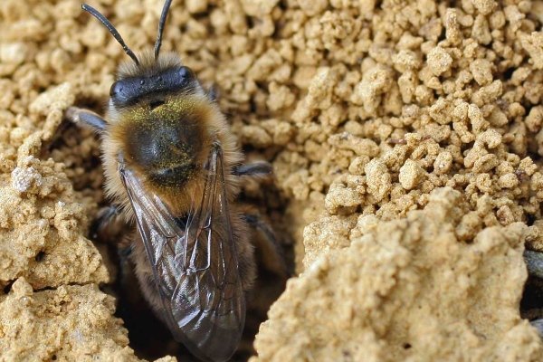 Albinele de pe pământ