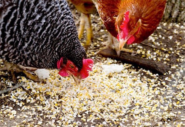 Grain feed for chickens