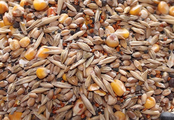 Grain feed for chickens