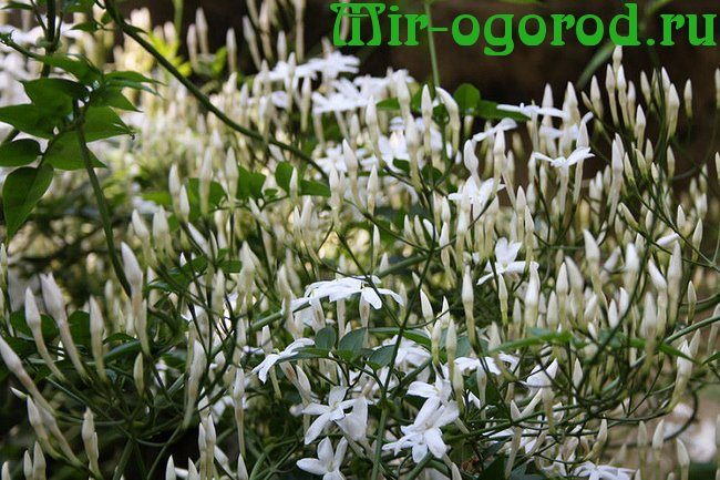 Indoor jasmine: flower, care, types, photo