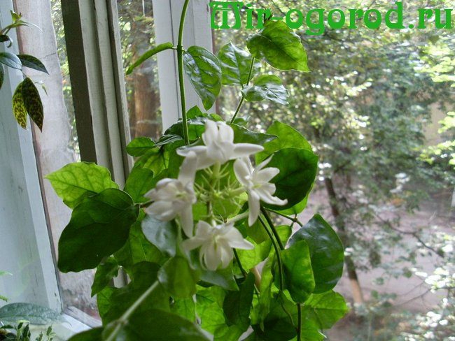 Indoor jasmine: flower, care, types, photo