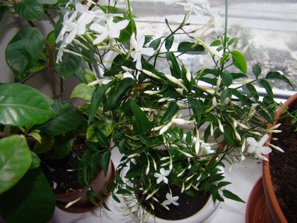 Indoor jasmine