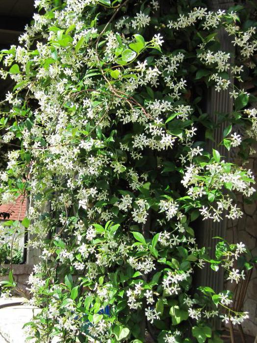 jasmine care and garden cultivation pruning