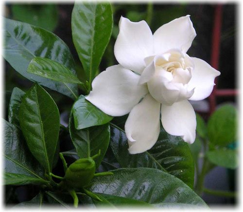 Жасмин (Gardenia jasminoides)