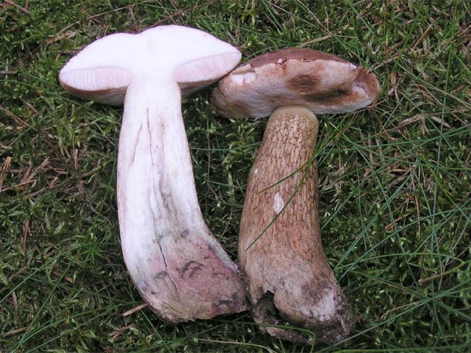 Gall mushroom: How to distinguish from porcini mushroom