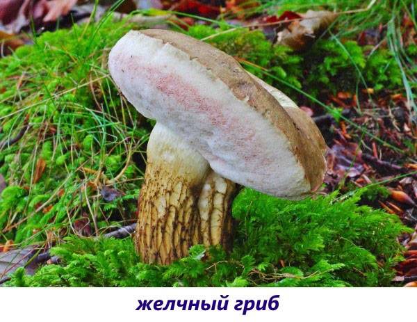 gall mushroom