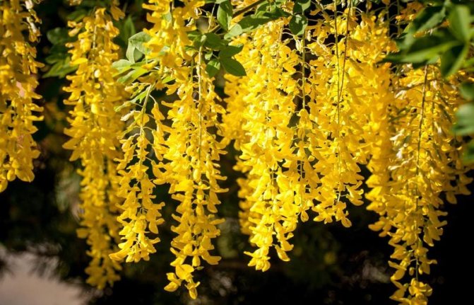 Yellow wisteria