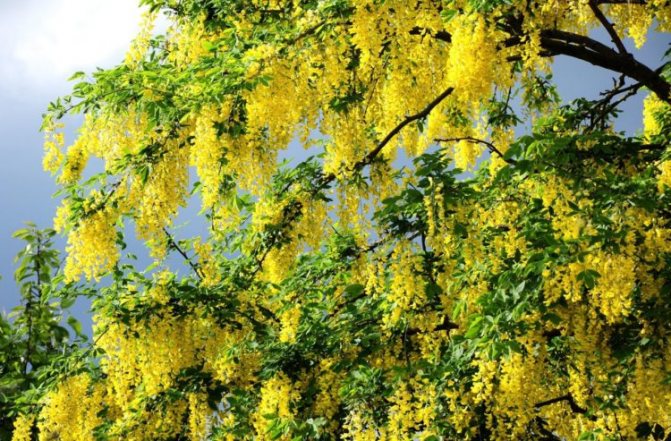 Yellow (Kargana)