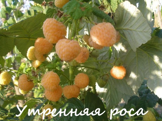 Yellow raspberries for central Russia