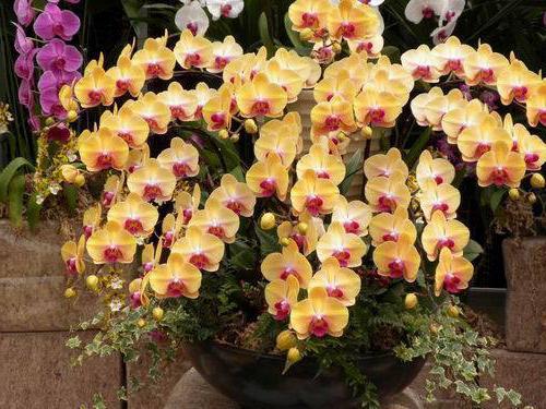 Gelbe Orchidee in einem Topf