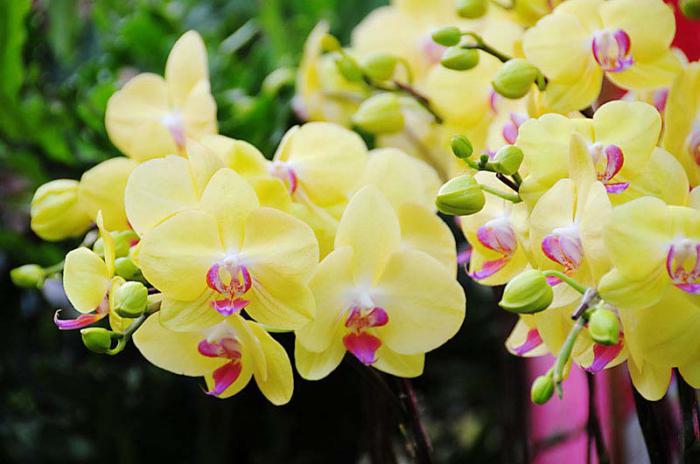 Signification de l'orchidée jaune