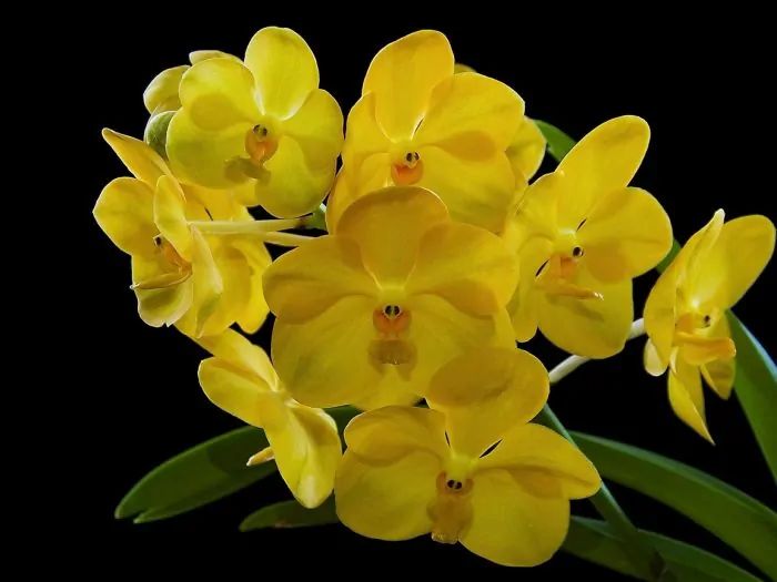 gul orkidé