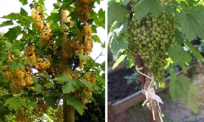 Yellow standard currant, ripe and unripe
