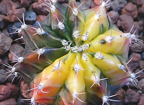 Cactus turns yellow