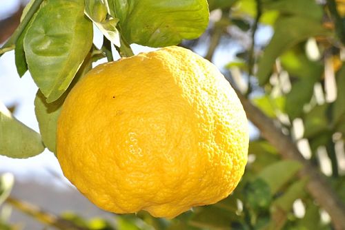 Листата пожълтяват и падат от лимона: защо и какво да правим