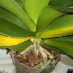 Orkidéblad blir gula vad man ska göra