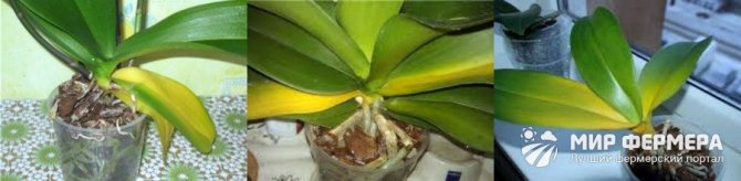 Orchid leaves turn yellow what to do