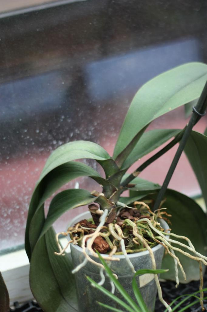 orkidéblad blir gula skäl