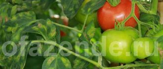 Les feuilles de tomate jaunissent dans la serre et en plein champ: que faire?