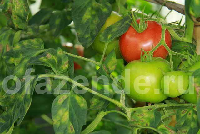 Листата от домати пожълтяват в оранжерията и на открито: какво да правя?